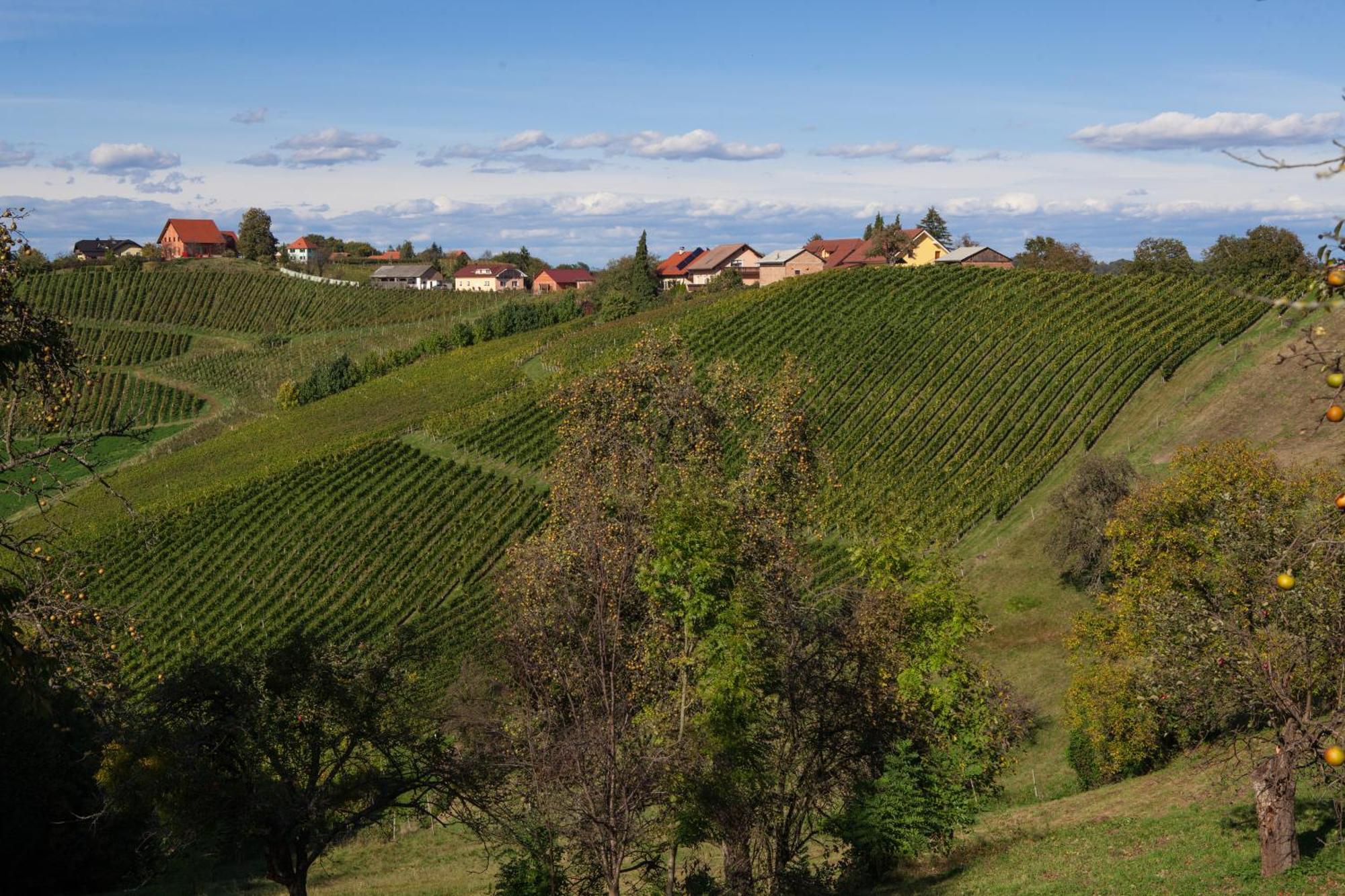 Bed and Breakfast Wine & Tourism Bracko Spodnji Jakobski Dol Exterior foto