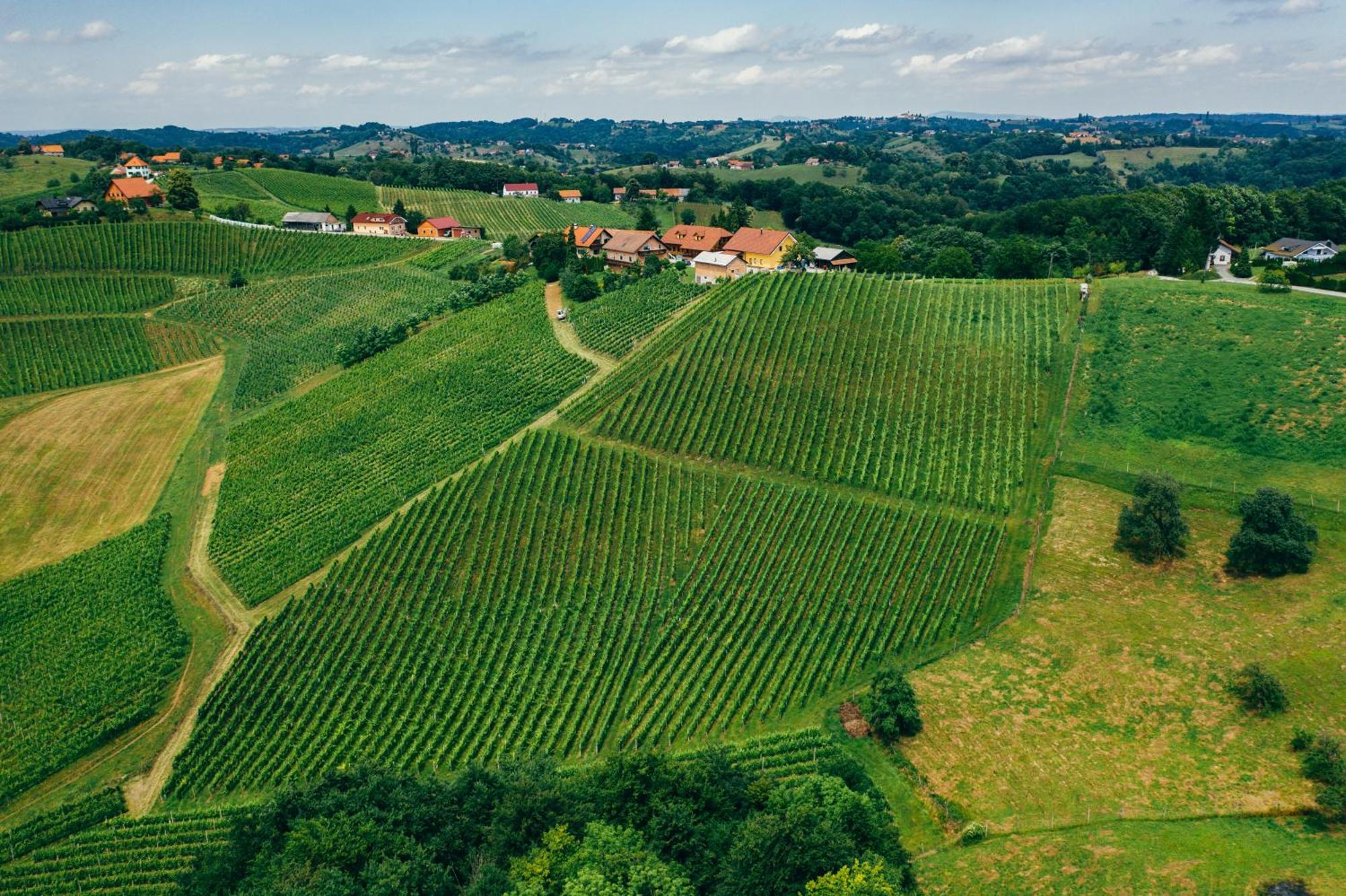 Bed and Breakfast Wine & Tourism Bracko Spodnji Jakobski Dol Exterior foto